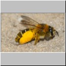 Dasypoda hirtipes - Hosenbiene x w03 - Sandgrube Heidesee OS-Bad Laer.jpg